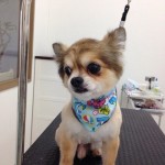 チワワ　マロン君２６７